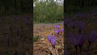 Harvesting saffron in Pender village [upl. by Lindell410]