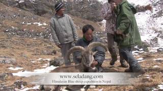 BLUE SHEEP BHARAL HUNTING Chasse HIMALAYAN NEPAL by Seladang [upl. by Aneekat]