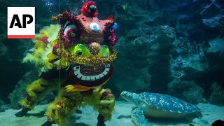 Underwater Lion Dance wows visitors at Malaysian aquarium before Lunar New Year [upl. by Arratal317]