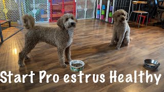 🐶❤️Breeders Edge B Strong Review  dog heat supplements part 1❤️🐶dogbreedinginformation [upl. by Cyril]