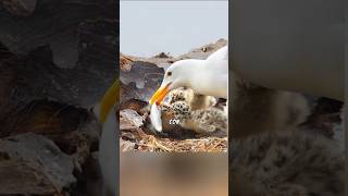 Gaviota quotsacrificio maternal gaviotas wildifemundoanimal polluelo [upl. by Landmeier]