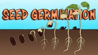 What is Seed germination How Seeds Germinate Process Steps Necessity and its Major Factors [upl. by Nalhsa122]