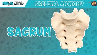 Sacrum Anatomy [upl. by Brunhilde]