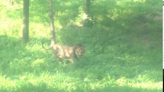 powerful Asiatic lion roar [upl. by Dolloff]