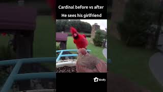 Cardinal before vs after he sees his girlfriend birds birdwatching shorts [upl. by Winther]