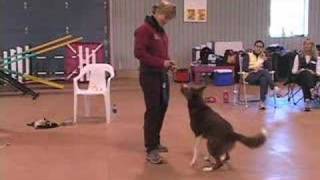 Building Drive by being a Bad Dog Trainer Susan Garrett [upl. by Notterb]