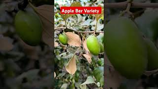 APPLE BER VARIETY shortvideo shorts sowingseeds plant music agriculture agricultura [upl. by Eceinert85]