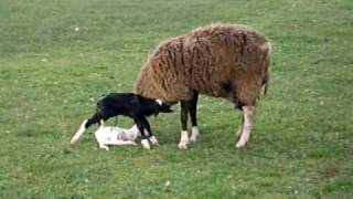 📌OVEJA Pariendo 🐑PARTO de una oveja y sus corderos [upl. by Yelsa]