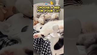 The Best Bed for Your Cat Its NOT What You Think [upl. by Pelage]