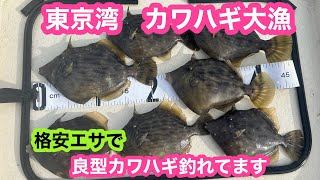 東京湾 カワハギ釣れてます 格安エサで大漁 エサ泥棒を釣り上げろ‼️ポイント、仕掛け、釣り方をご紹介‼️プレジャーボート FAST23で魚釣り [upl. by Arrekahs691]