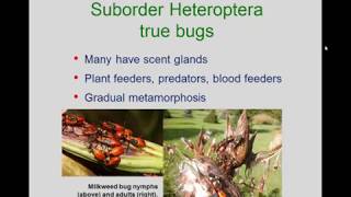 Entomology 1111  2018  Lecture 08  Hemiptera through Phthiraptera [upl. by Turino185]