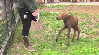 more orphaned moose [upl. by Artap]