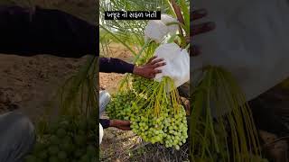 🪴ખજૂર ની ખેતી🪴farming farmer khajur bhai desi kisan trending sorts video [upl. by Ycrad]