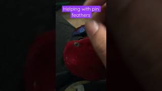 Helping Eclectus parrot with her pin feathers [upl. by Eicaj]