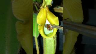 Feeding Nepenthes veitchii with insects 🐜🌧️ nepenthes pitcherplants carnivorousplants [upl. by Lletnom32]