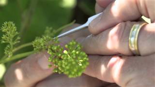 VitisGen How Grape Breeders Make Crosses [upl. by Tiduj930]