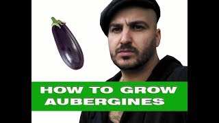 How to grow Aubergines [upl. by Neruat256]