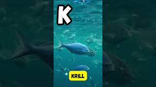 ABC Sea Animals🌊🐠  Learn Ocean Creatures A to Z for Kids abcd kids shorts viralvideo learning [upl. by Rad]