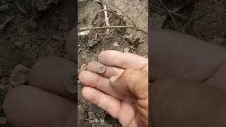 ANCIENT CRINOID BEAD FOUND ARTIFACT HUNTING IN SAGINAW MICHIGAN shorts beads crinoid fossils [upl. by Ragucci390]