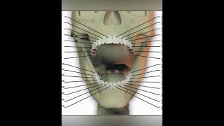 Development of the Maxilla [upl. by Hazlett373]