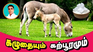 Proverbs with Meaning  கழுதை பழமொழி விளக்கம்  Sindhanai  Tamil [upl. by Reniar]