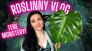 Ostre cięcie Monster ✂️Roślinny VLOG 🌱Roślinki Gosi 🌱 Gosia i Miłosz [upl. by Nirok]