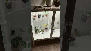 Ikea Milsbo wide shorts plants houseplants indoorplants plantcare [upl. by Lexine]