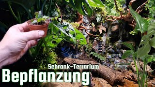 Regenwald  Terrarium für Pfeilgiftfrösche Bepflanzen Das SchrankTerrarium Teil 4 [upl. by Rosabel]