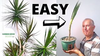 How to Propagate a Dracaena Marginata With a High Success Rate [upl. by Ronoh92]