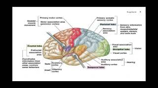 Motor and Sensory Areas of the Brain [upl. by Oirramed]