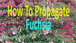 How to grow Fuchsia from cuttings [upl. by Vedette]