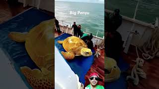 Penyu Besar  Chelonia mydas‼️shortsviral videoviral [upl. by Eittocs]