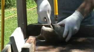 Soapstone carving demo [upl. by Esenahs]