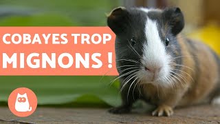 VIDÉO DE COCHONS DINDE 🐹 drôles qui jouent et adorables [upl. by Notsirhc]