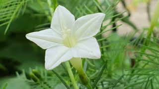 흰새깃유홍초 Ipomoea quamoclitflower [upl. by Eydie817]