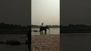 An Elephant Bathing in Rapti River River is Swimming Pool Of An Elephant [upl. by Foulk]