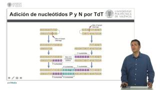 Tdt e hipermutación  2425  UPV [upl. by Idnahs682]