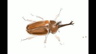 Drawing a Rhinoceros Beetle in Procreate  iPad Pro Digital Art Process [upl. by Bricker]