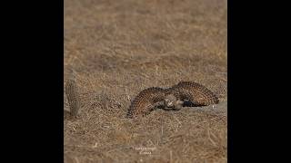 Burrowing owl defends territory against ground squirrel burrowingowl birdsofprey [upl. by Collin]