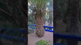 Majorelle Garden Jardin Majorelle Marrakech morroco placestovisit traveltheworld [upl. by Rachael]