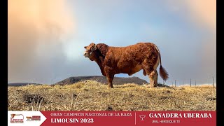 P260 Expo Ganadera Campeonato Nacional de Simmental y Limousin [upl. by Eram131]