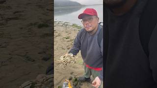 Crabbing Lesson Female Dungeness Crab Oregon Coast dungeness crabbing fishing seafood usa [upl. by Atinaw430]