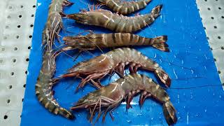 SEAFOOD PROCESSING  PRAWNS CLEANING AND PACKING [upl. by Emmett105]