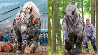 The Strongest Horses In the World Draft Horses [upl. by Eidnac]