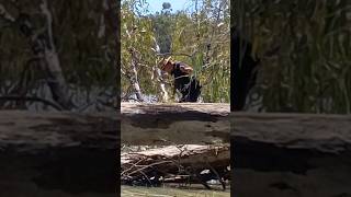 Yowie looking for yabbies fishing funny youtubeshorts [upl. by Ahcsap]