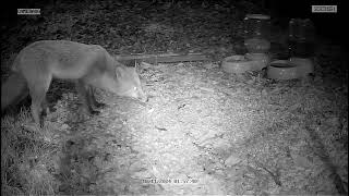 White tip the Fox in my garden [upl. by Lemieux413]