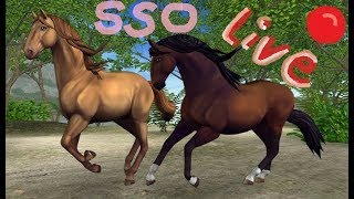 Livestream SSO  Lusitano Pferdekauf [upl. by Eanod404]