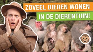 ALLE DIEREN IN DE DIERENTUIN TELLEN BINNEN 24 UUR 😱🐒  Op pad met Niels 27 [upl. by Lorn]