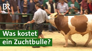 Besamungsstation kauft teuersten FleckviehZuchtbullen bei Auktion  Unser Land  Stier  BR [upl. by Atival]