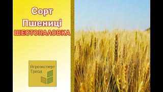 Озима пшениця Шестопаловка 🌾  опис сорту 🌾  насіння в Україні [upl. by Mirna]